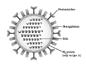 mixovirus influenzale